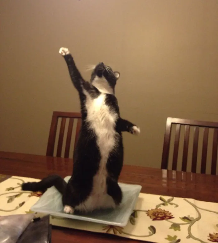 Gato triunfante