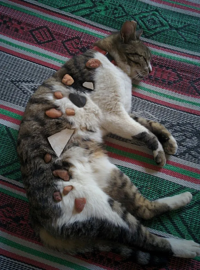 Mi sobrino me dijo que había transformado al gato en un mosaico
