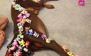 147 Reasons Why You Shouldn't Leave Your Pets With Kids