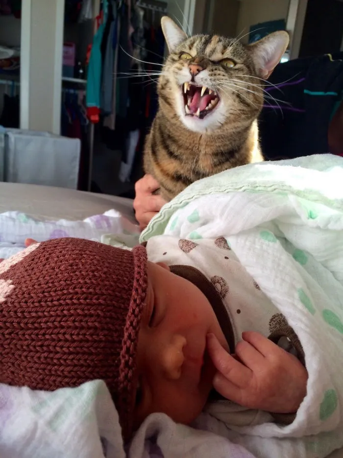 Le he presentado a mi gato a mi bebé