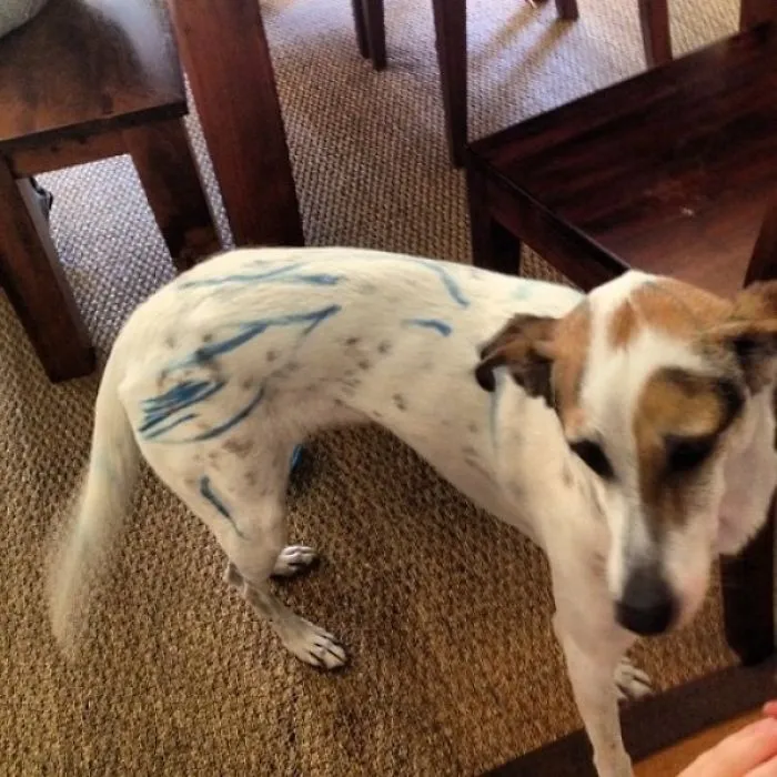 I Left My Dog Unattended With The 2 Year Old