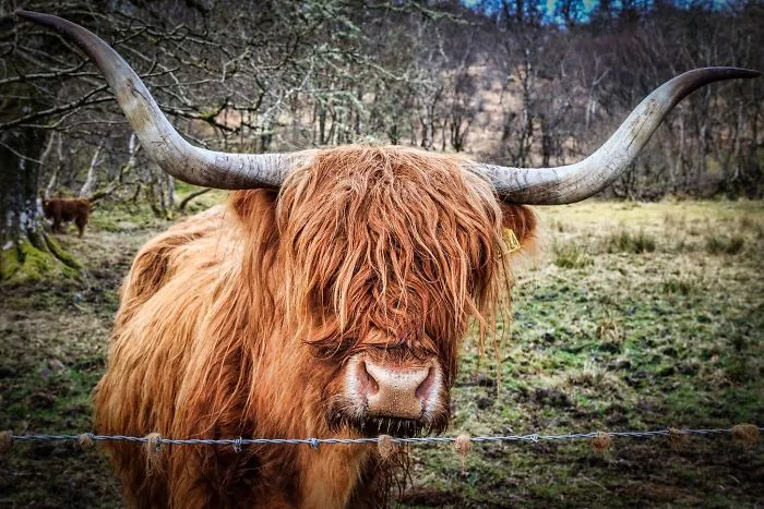 10+ De los animales más metaleros que existen