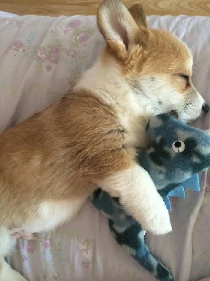 Snuggle Buddies