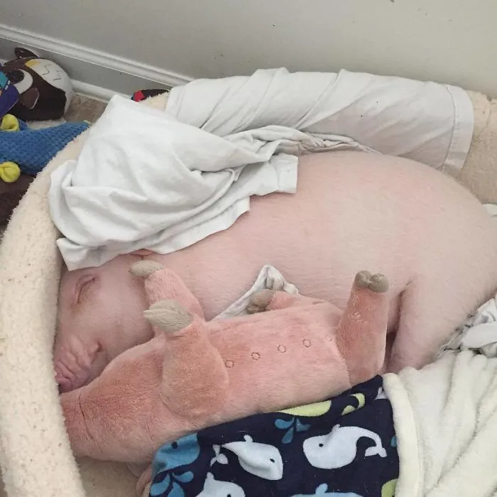Cerdito con su peluche