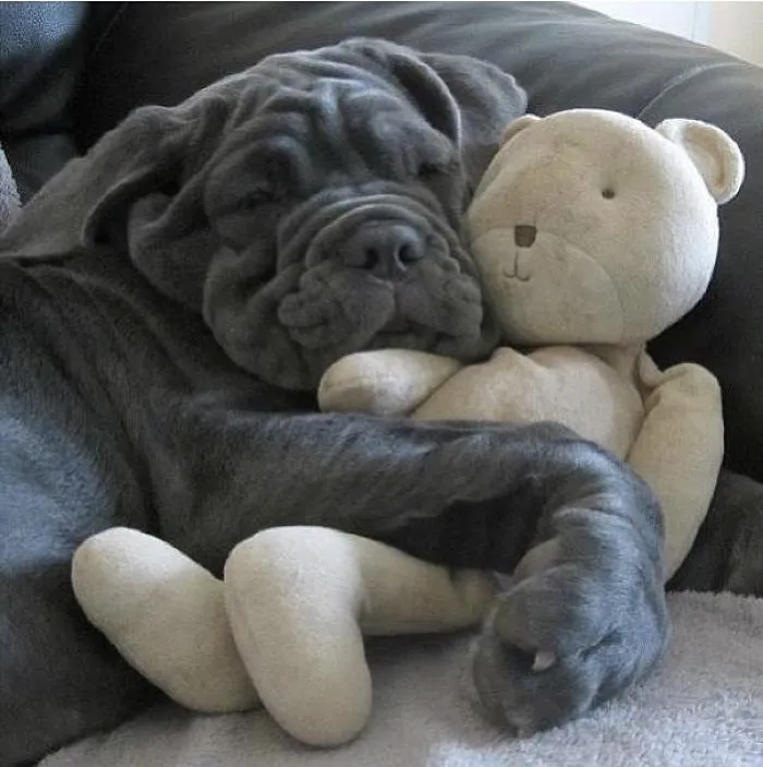 I Can't Sleep Without My Snuggle Bear!