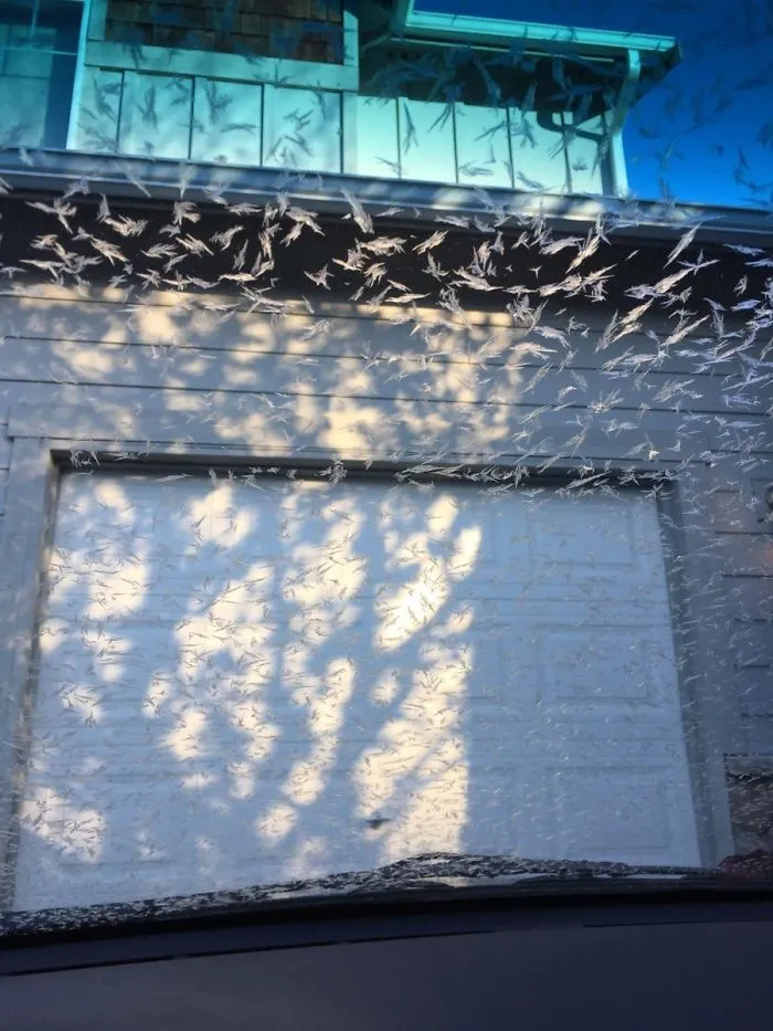 El hielo de mi parabrisas parece un ataque de pájaros