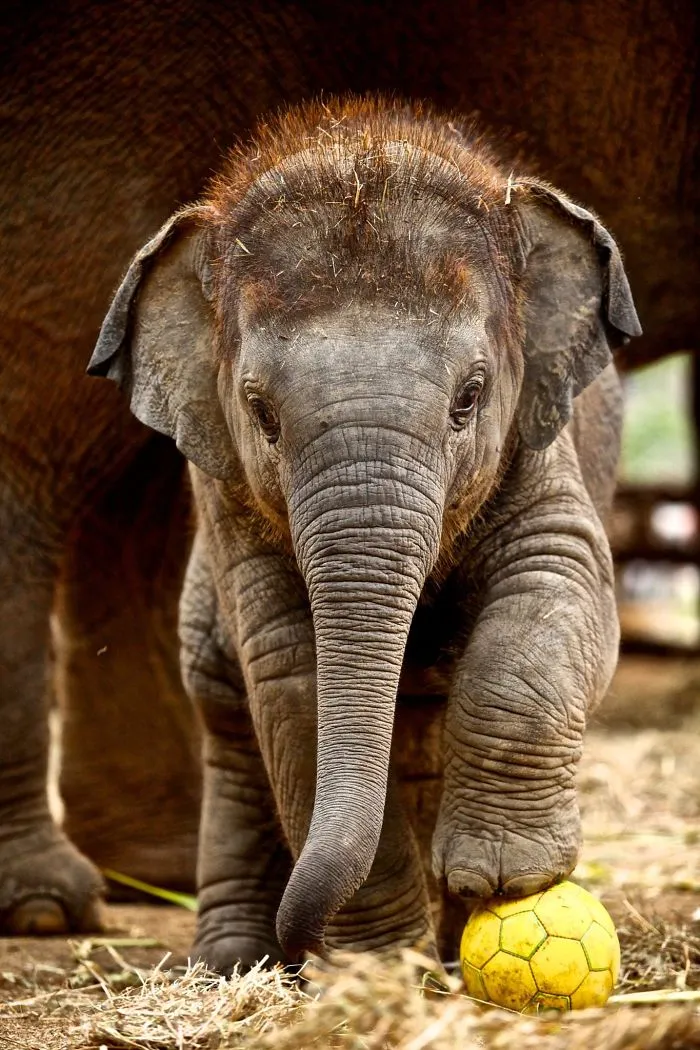 10+ Crías de elefante que te harán sonreír instantáneamente