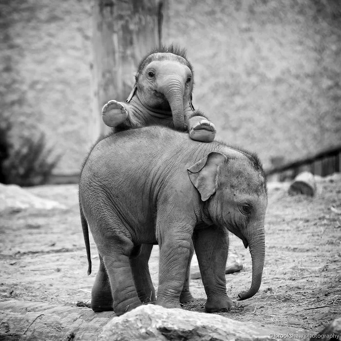 10+ Crías de elefante que te harán sonreír instantáneamente