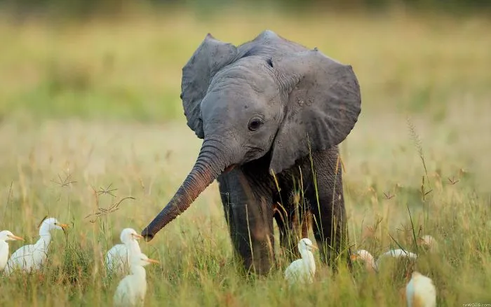 10+ Crías de elefante que te harán sonreír instantáneamente