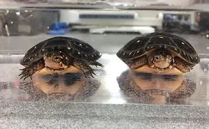 30 Funny Examples Of Pareidolia In Everyday Objects