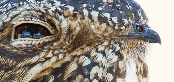 Su pico parece la cabeza de otro pájaro
