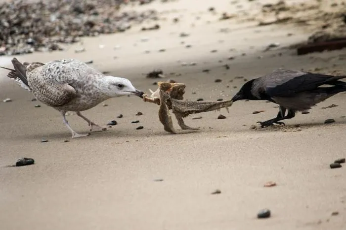 Gaviota vs cuervo
