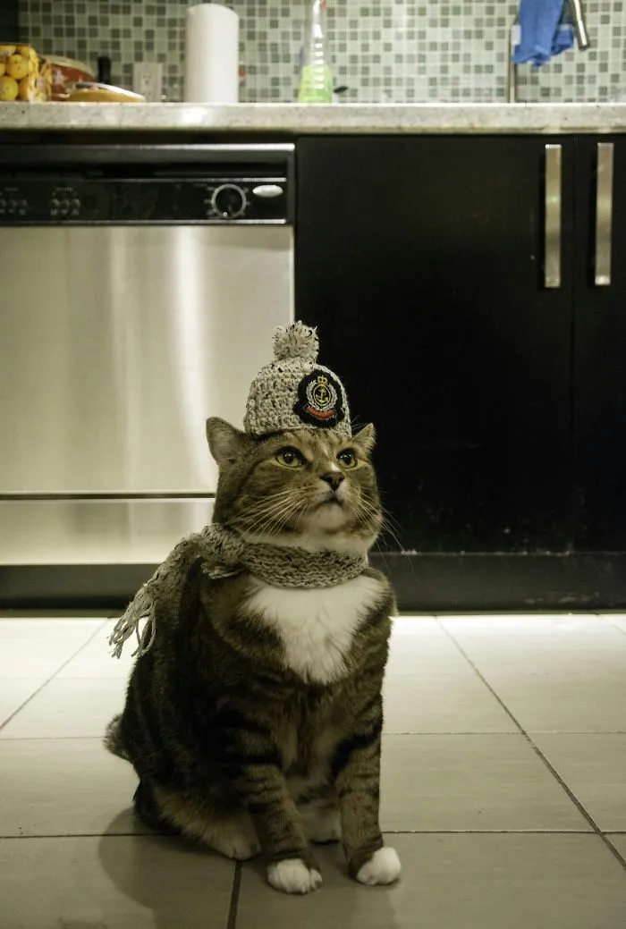 La madre polaca de mi amigo le ha tejido una bufanda y un gorro al gato