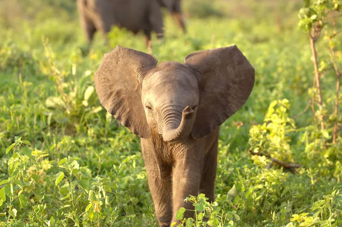 10+ Crías de elefante que te harán sonreír instantáneamente