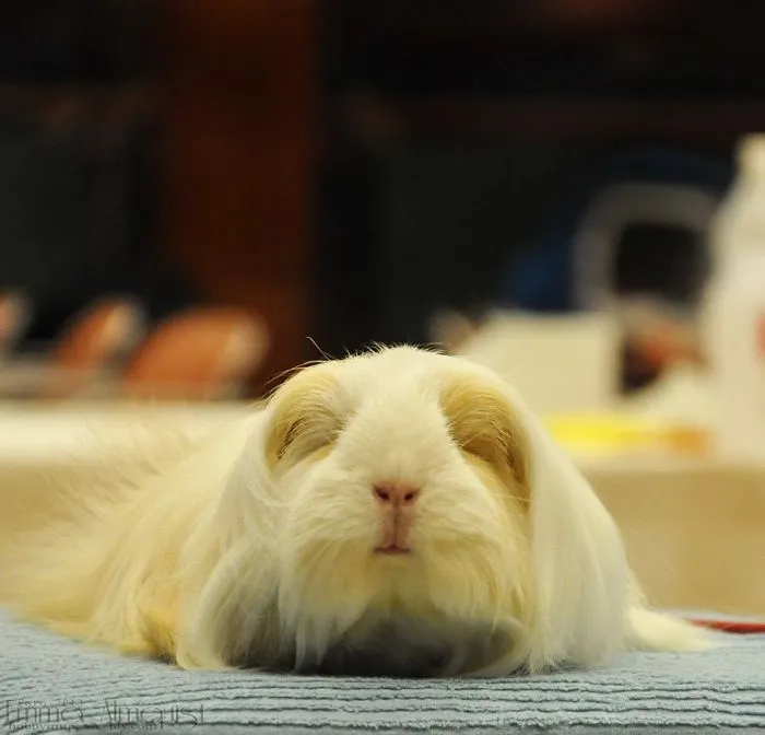 53 Guinea Pigs With The Most Majestic Hair