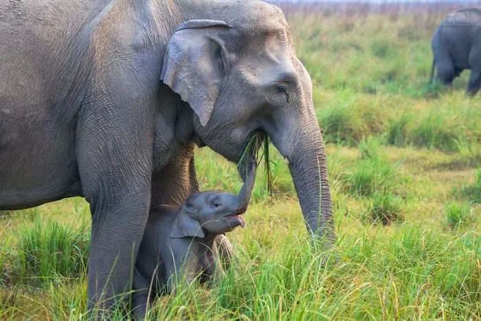 10+ Crías de elefante que te harán sonreír instantáneamente
