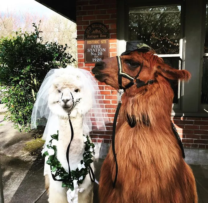 Si odias a los humanos ahora puedes invitar a tu boda a llamas con pajarita