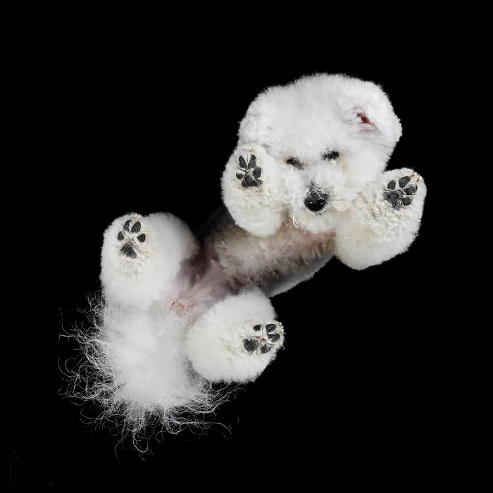 Under-Dogs: I Photograph Dogs From Underneath