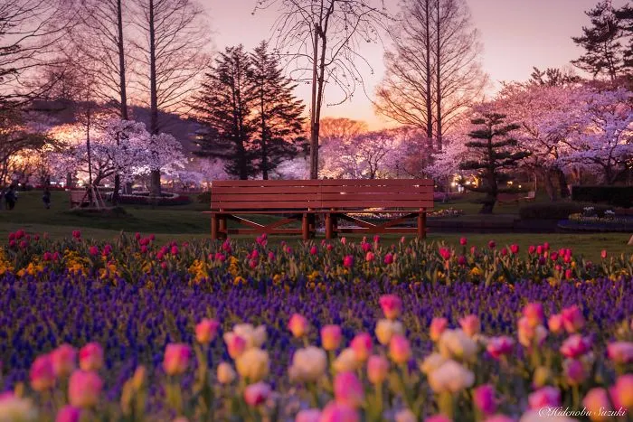 I Captured Sakura Bloom In Japan