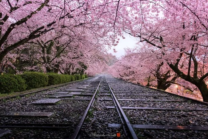 I Captured Sakura Bloom In Japan