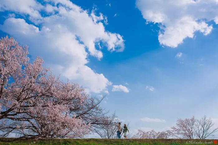 I Captured Sakura Bloom In Japan