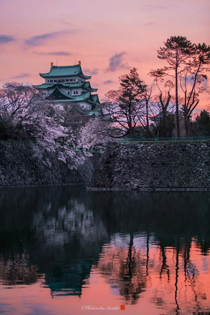 I Captured Sakura Bloom In Japan