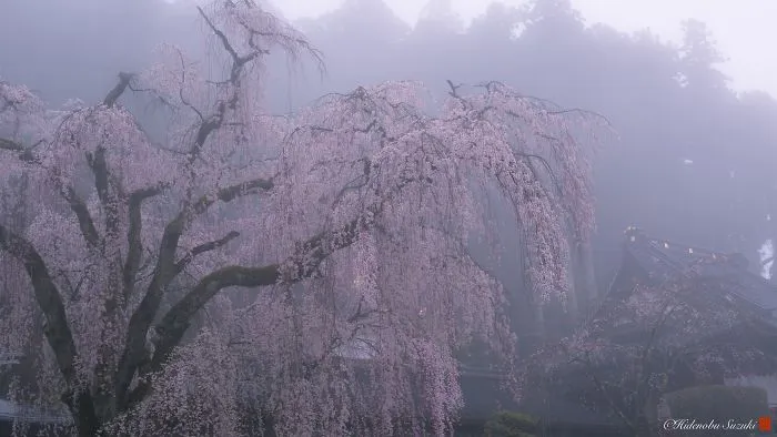 I Captured Sakura Bloom In Japan