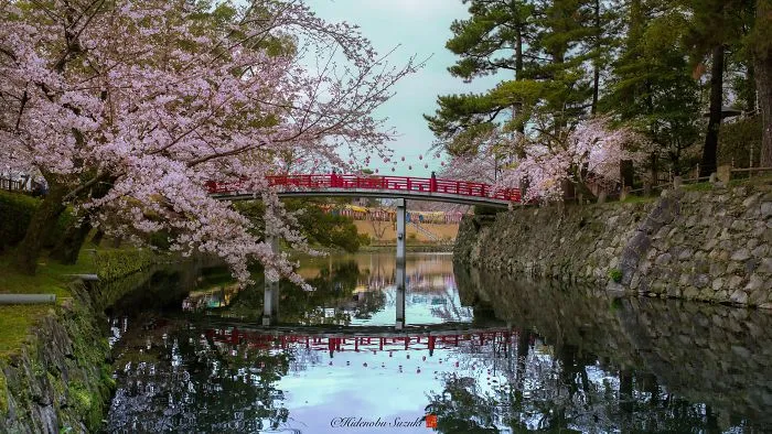 I Captured Sakura Bloom In Japan