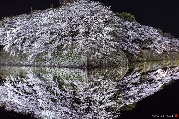 I Captured Sakura Bloom In Japan