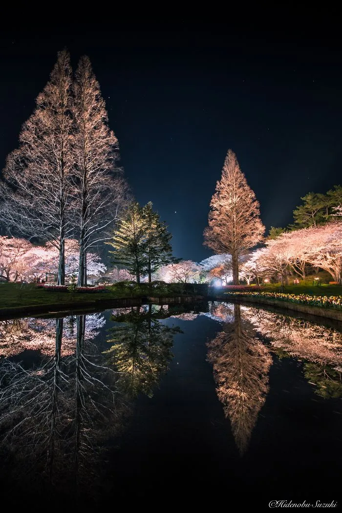 I Captured Sakura Bloom In Japan