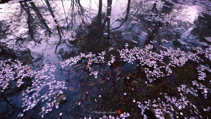 I Captured Sakura Bloom In Japan