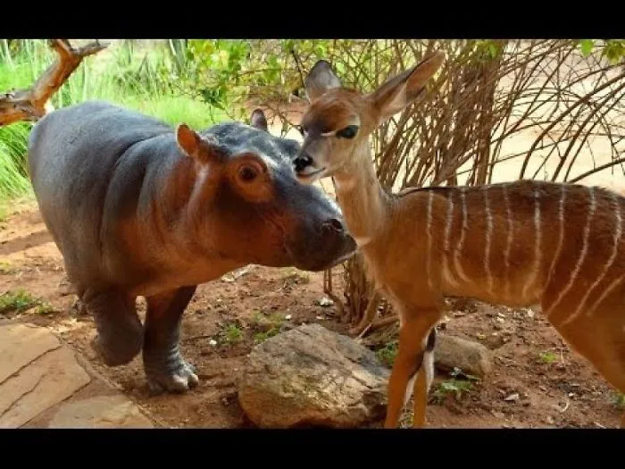 Kudu Help Me ? Orphaned Hippo And Kudu Form Close Bond!