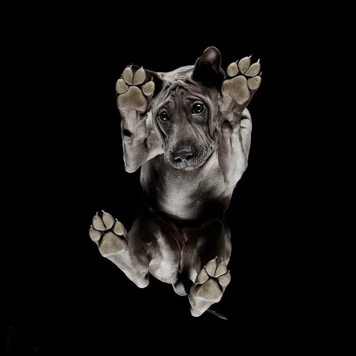 Under-Dogs: I Photograph Dogs From Underneath