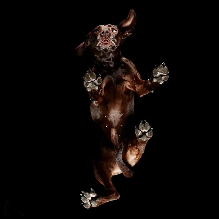 Under-Dogs: I Photograph Dogs From Underneath