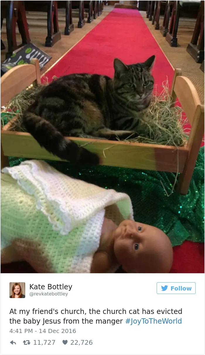 Este gato ha echado al niño Jesús del pesebre, en la iglesia