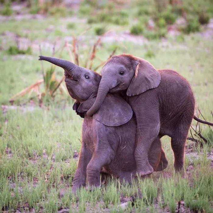 10+ Crías de elefante que te harán sonreír instantáneamente