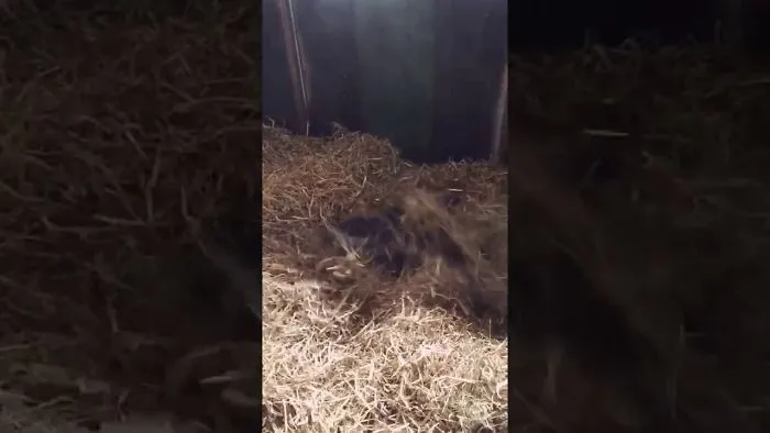 Happy In Hay