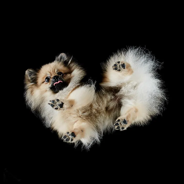 Under-Dogs: I Photograph Dogs From Underneath