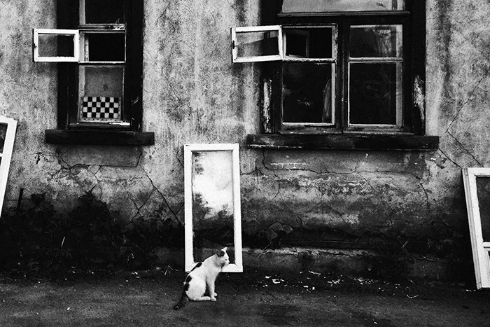 Fotografío el mundo secreto de los gatos callejeros en Kazajstán