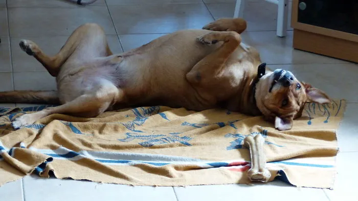 I Find Animals Hilarious And Expressive - Part1