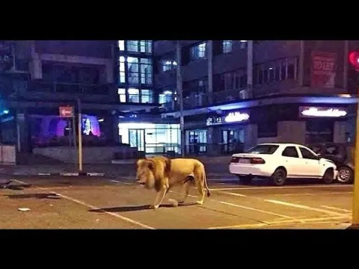 15 Photos Of Vicious Animals Caught In City Streets