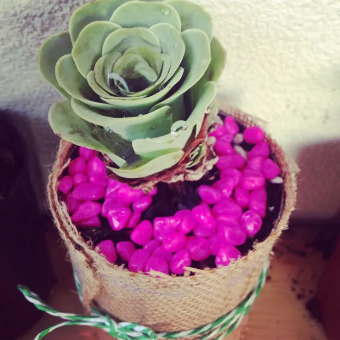 Han llegado las suculentas que parecen rosas y parecen salidas de un cuento