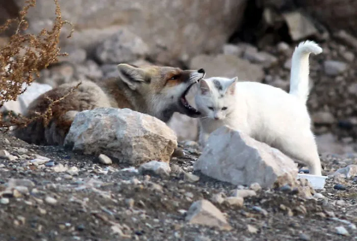 Fox Sets His Sights On A Stray Cat And Things Take An Unexpected Turn