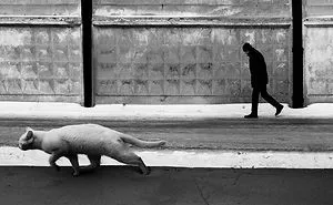 I Photograph The Secret World Of Stray Cats Of Kazakhstan