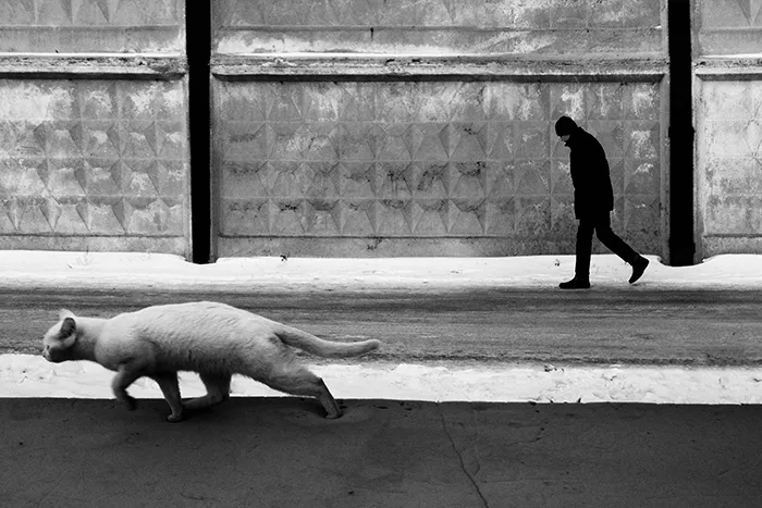 I Photograph The Secret World Of Stray Cats Of Kazakhstan