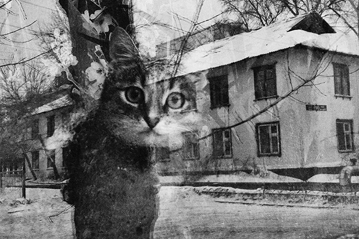 I Photograph The Secret World Of Stray Cats Of Kazakhstan