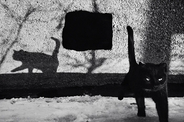 I Photograph The Secret World Of Stray Cats Of Kazakhstan