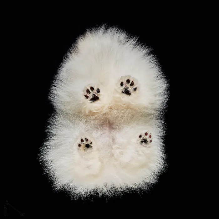 Under-Dogs: I Photograph Dogs From Underneath