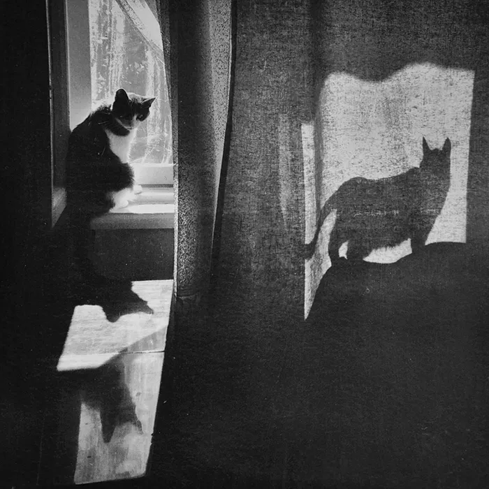 I Photograph The Secret World Of Stray Cats Of Kazakhstan