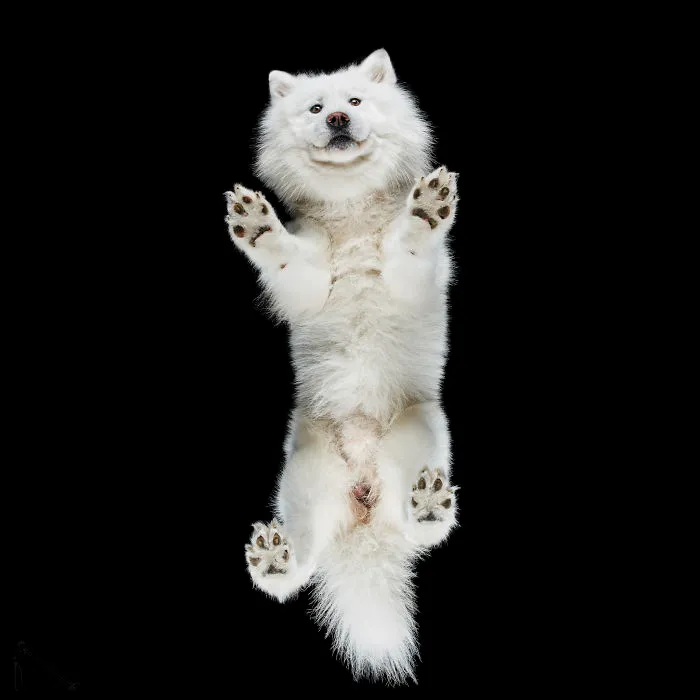 Under-Dogs: I Photograph Dogs From Underneath